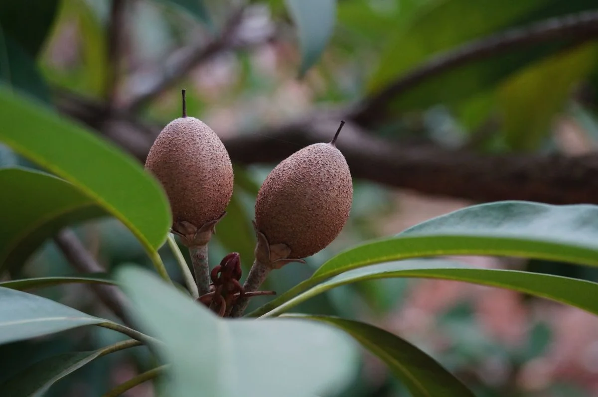 Sapota (Chikoo)